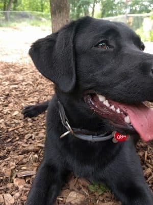 Ossining Dog Park