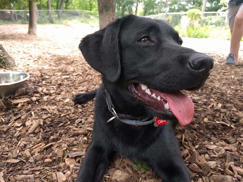 Ossining Dog Park - Ossining, NY