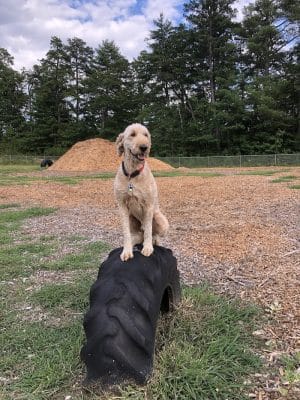 Ossipee Dog Park