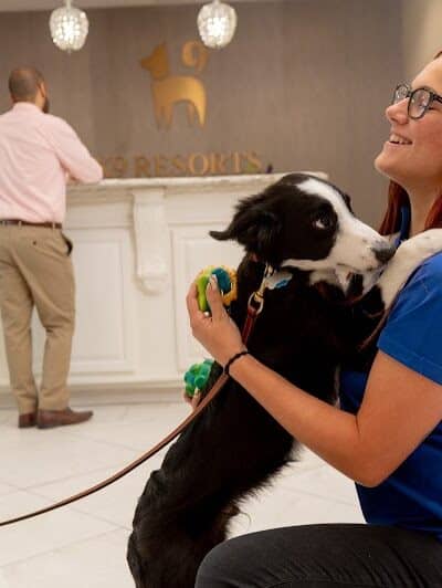 K9 Resorts Luxury Pet Hotel Overland Park - Overland Park, KS