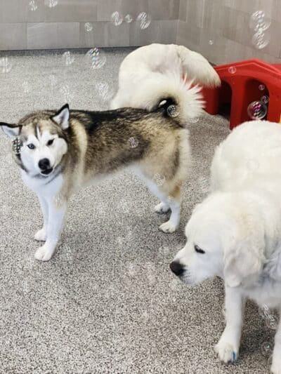 K9 Resorts Luxury Pet Hotel Overland Park - Overland Park, KS