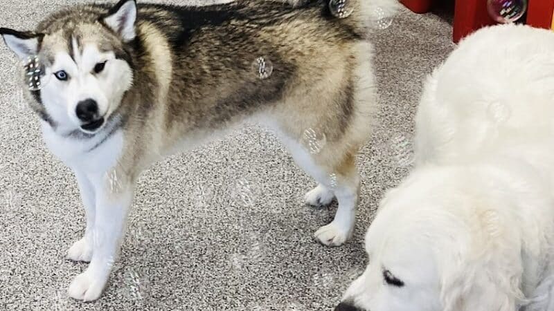 K9 Resorts Luxury Pet Hotel Overland Park - Overland Park, KS