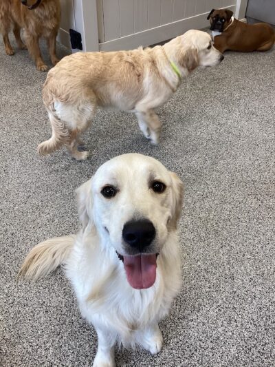 K9 Resorts Luxury Pet Hotel Overland Park - Overland Park, KS