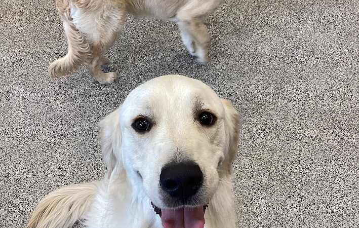 K9 Resorts Luxury Pet Hotel Overland Park - Overland Park, KS