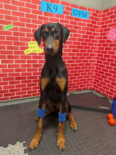 K9 Resorts Luxury Pet Hotel Overland Park - Overland Park, KS