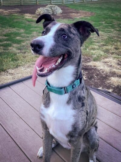 K9 Resorts Luxury Pet Hotel Overland Park - Overland Park, KS