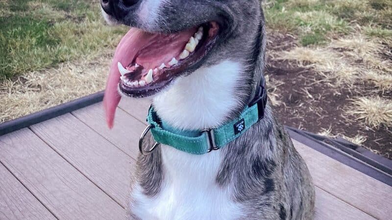 K9 Resorts Luxury Pet Hotel Overland Park - Overland Park, KS