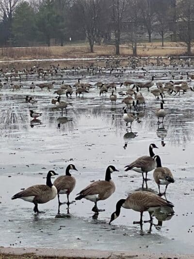Kingston Lake Park - Overland Park, KS