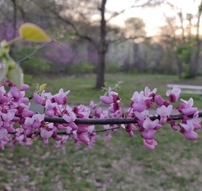 Nottingham Downs Park - Overland Park, KS