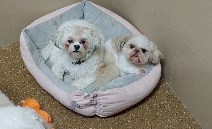 Woof's Play & Stay - South Overland Park - Overland Park, KS