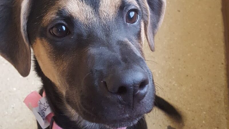 Woof's Play & Stay - South Overland Park - Overland Park, KS