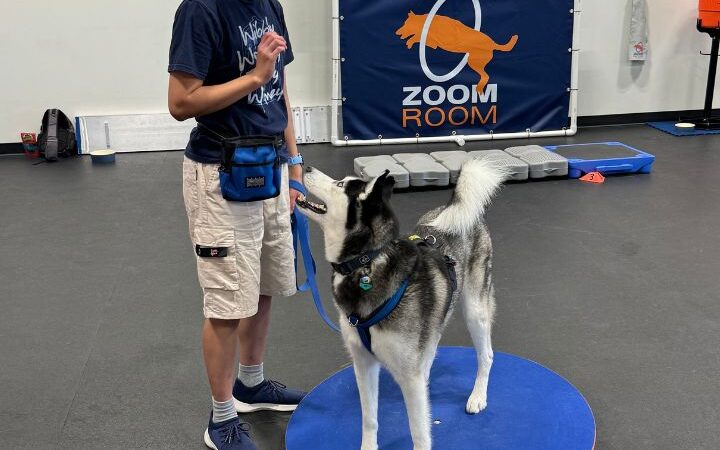 Zoom Room Dog Training - Overland Park - Overland Park, KS