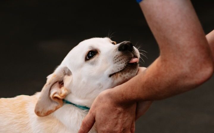 Zoom Room Dog Training - Overland Park - Overland Park, KS