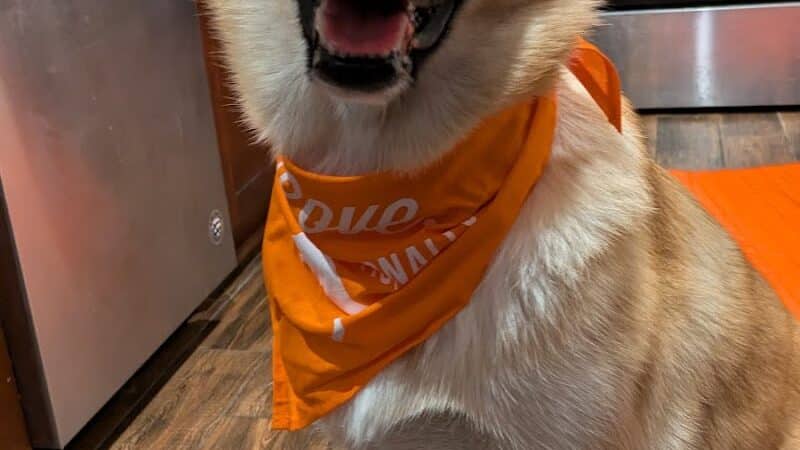 Zoom Room Dog Training - Overland Park - Overland Park, KS