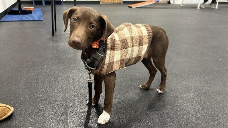 Zoom Room Dog Training - Overland Park - Overland Park, KS