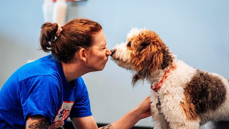 Zoom Room Dog Training - Overland Park - Overland Park, KS