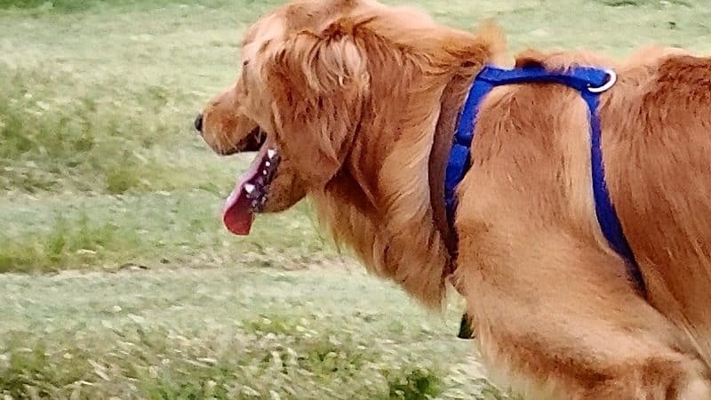 Waggin Trail Dog Park - Owasso, OK
