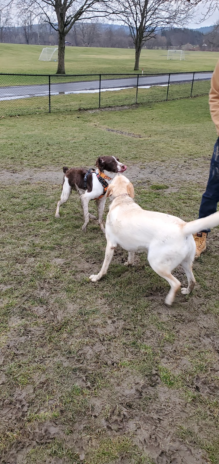 Rebecca Weitsman Memorial Dog Park - Owego, NY