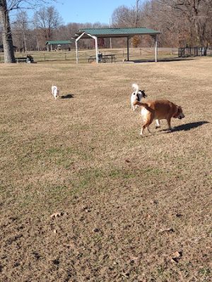 Stuart Nelson Large Dog Park - Paducah, KY