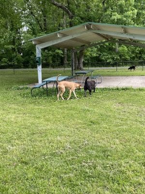 Stuart Nelson Large Dog Park - Paducah, KY