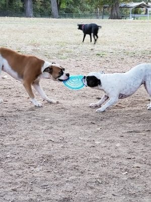 Stuart Nelson Small Dog Park - Paducah, KY