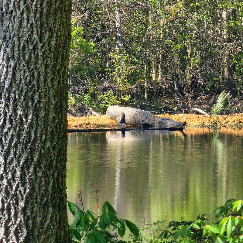 Dexter's Dock - Pamplico, SC