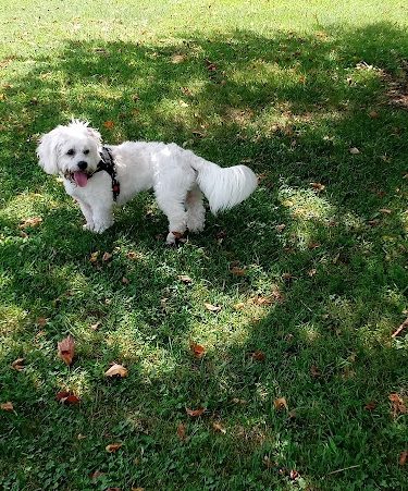 Patrick Brannon Memorial Dog Park - Paris, KY