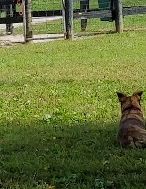 Patrick Brannon Memorial Dog Park - Paris, KY