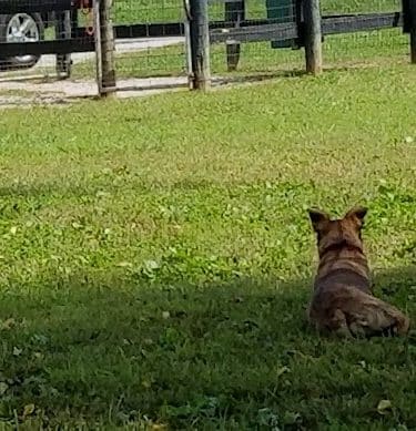 Patrick Brannon Memorial Dog Park - Paris, KY