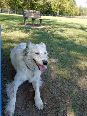 Patrick Brannon Memorial Dog Park - Paris, KY