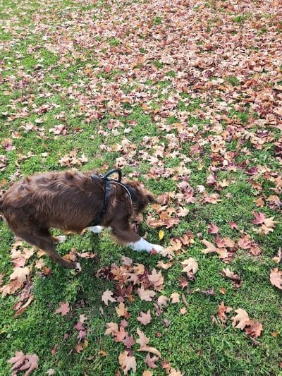 Bark Park - Park Falls, WI