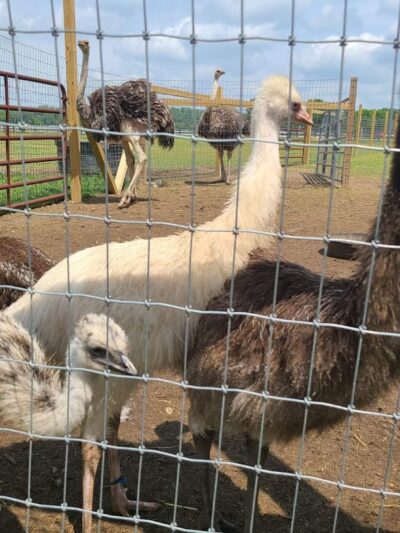 Parkton Animal Oasis - Parkton, NC