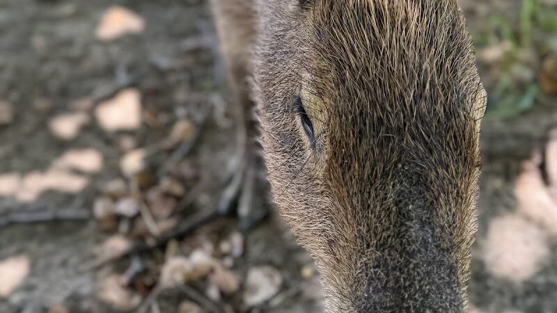 Parkton Animal Oasis - Parkton, NC