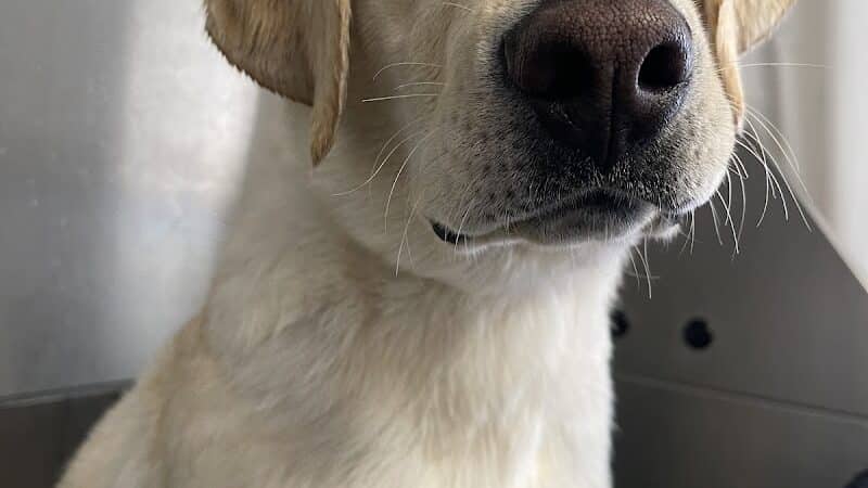 Parowan Pet Parlor & Self Service Dog Wash - Parowan, UT