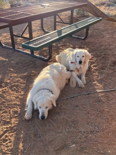 Parowan Pet Parlor & Self Service Dog Wash - Parowan, UT