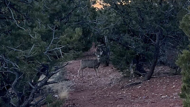 Valentine Peak Trail Head - Parowan, UT
