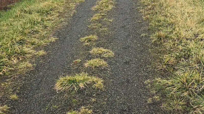 Willapa Hills State Park Trail - Pe Ell Trailhead - Pe Ell, WA