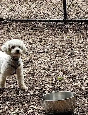 Peekskill Dog Park
