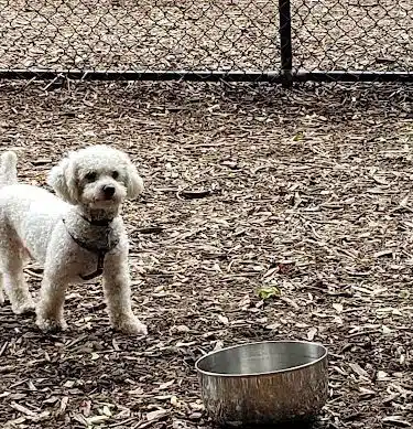 Peekskill Dog Park