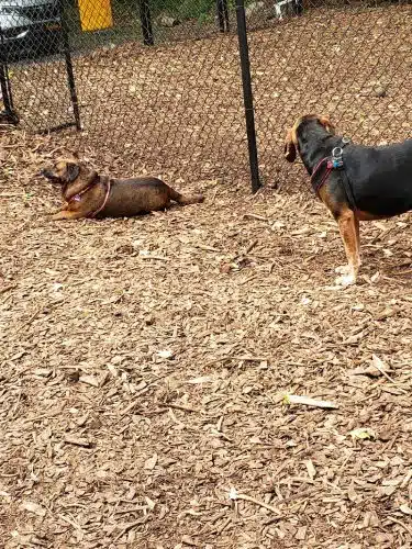 Peekskill Dog Park