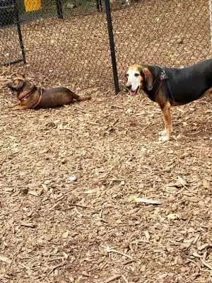 Peekskill Dog Park