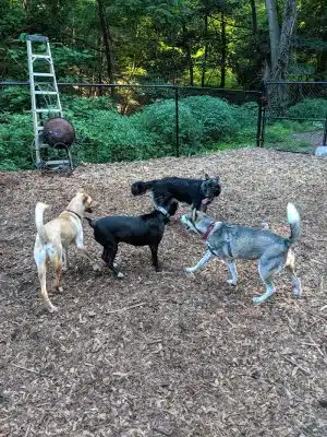 Peekskill Dog Park