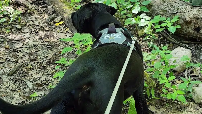 McNaughton DOG Training Area - Pekin, IL
