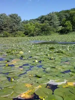 Yellow Creek State Park