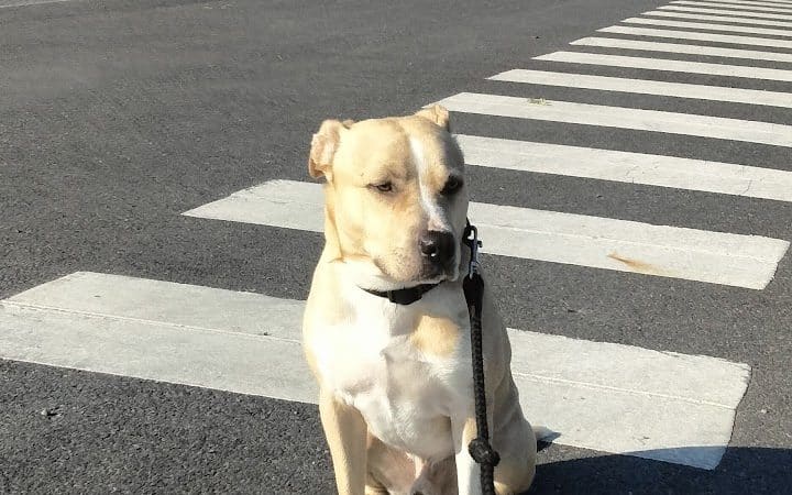 Nick Mowers Dog Park - Pennsville, NJ