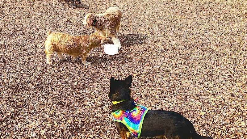 Nick Mowers Dog Park - Pennsville, NJ