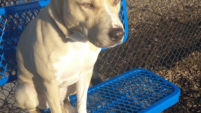 Nick Mowers Dog Park - Pennsville, NJ