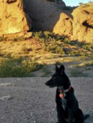 Trilogy Dog Park
