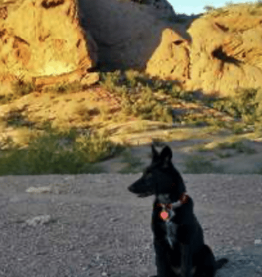 Trilogy Dog Park