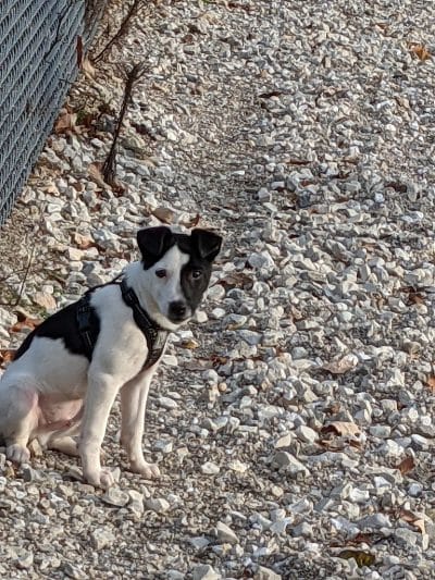 Duryea Dog Park - Peoria Heights, IL